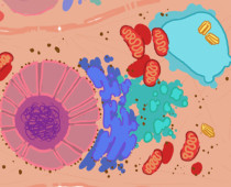1.7. THE BIOMINERALIZATION/EXTINCTION RELATIONSHIP