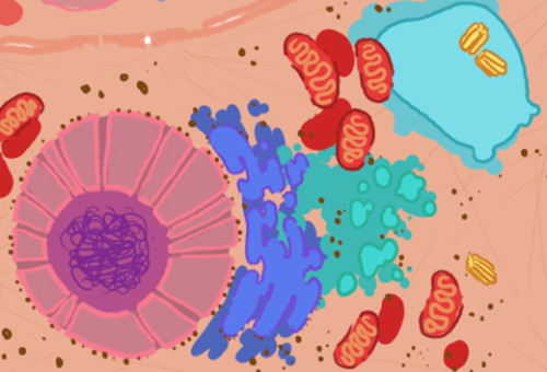 1.7. THE BIOMINERALIZATION/EXTINCTION RELATIONSHIP