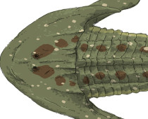 3.6. EVOLUÇÃO DOS PRIMEIROS ESQUELETOS VERTEBRADOS