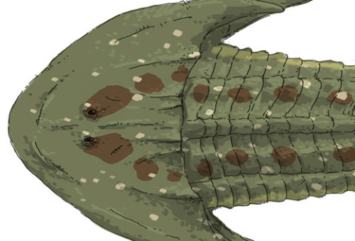 3.6. EVOLUTION OF THE FIRST VERTEBRATE SKELETONS