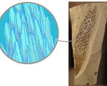 3.3. EVOLUÇÃO DA MICROESTRUTURA DA CONCHA DOS MOLUSCOS