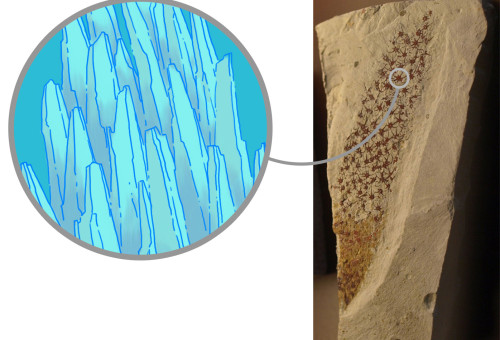 3.3. THE EVOLUTION OF SHELL MICROSTRUCTURES IN MOLLUSKS