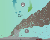 4.1. A EVOLUÇÃO E AS FASES TERMODINÂMICAS DO CaCO<sub>3</sub>