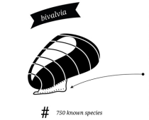 3.2. EVOLUÇÃO DA CONCHA DOS MOLUSCOS