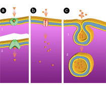 1.4. ION SEQUESTER AND TRANSPORT: Mineral Formation in Nucleation Vesicles
