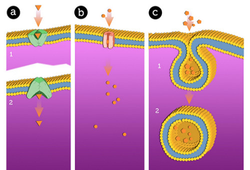 1.4. ION SEQUESTER AND TRANSPORT: Mineral Formation in Nucleation Vesicles